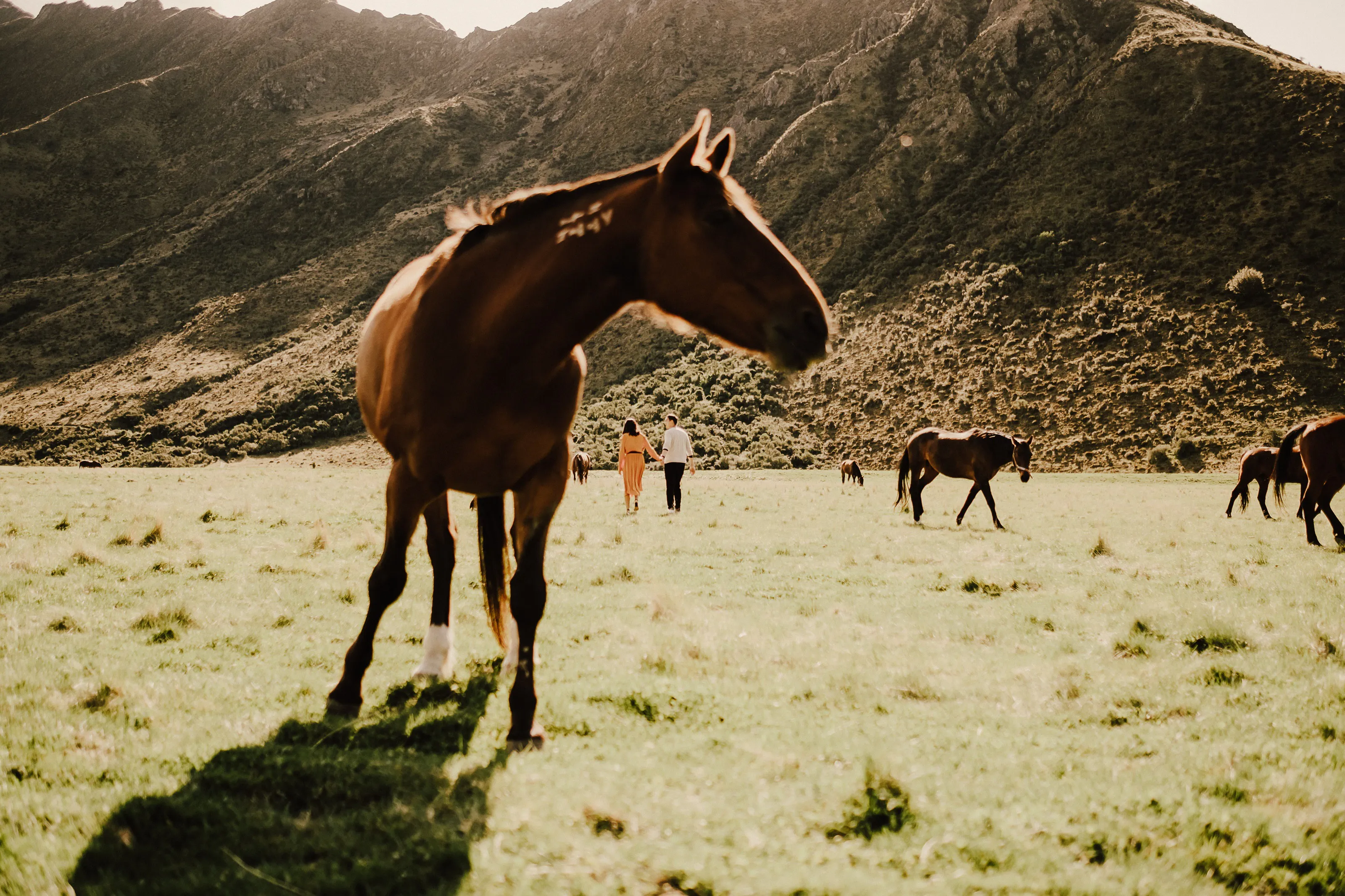Pre-wedding photos in Queenstown with wild horses